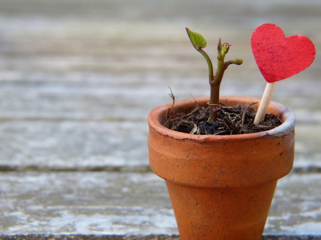 社内模様の発信、はじめます〜植物があるだけで癒しのオフィスに〜